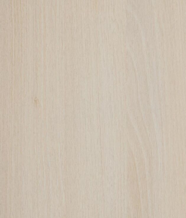 Acacia