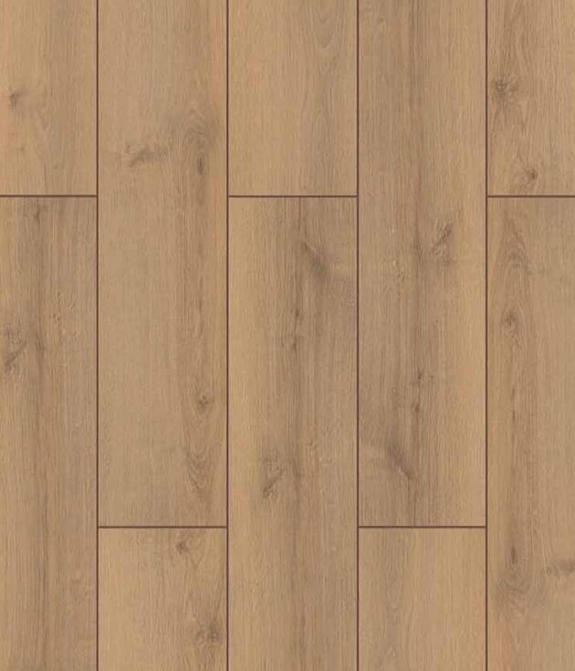 Canyon Oak